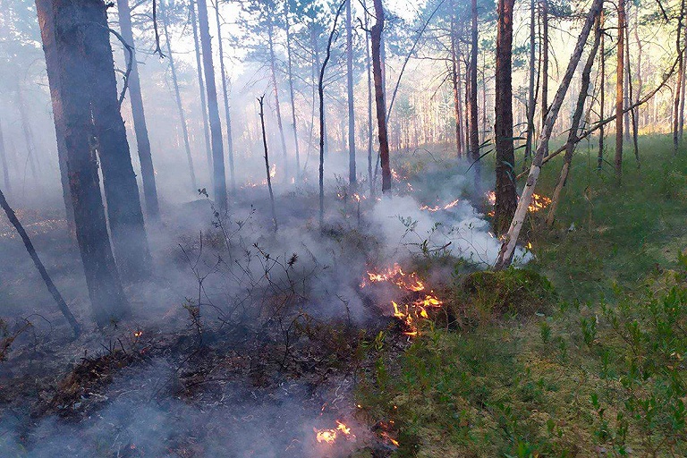 Сложная пожароопасная ситуация сохраняется в лесах Беларуси