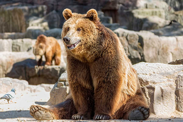Косолапый "мигрант": медведь ушел в Литву, но после решил вернуться в Беларусь