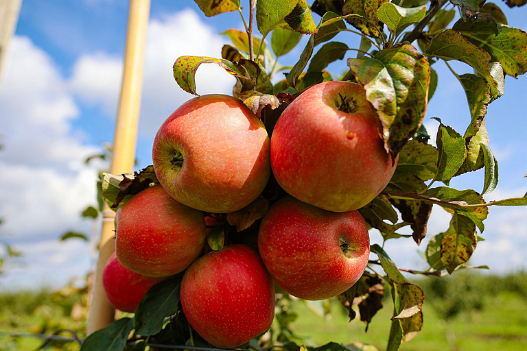 В России проблемы с яблоками – при чем тут Беларусь
