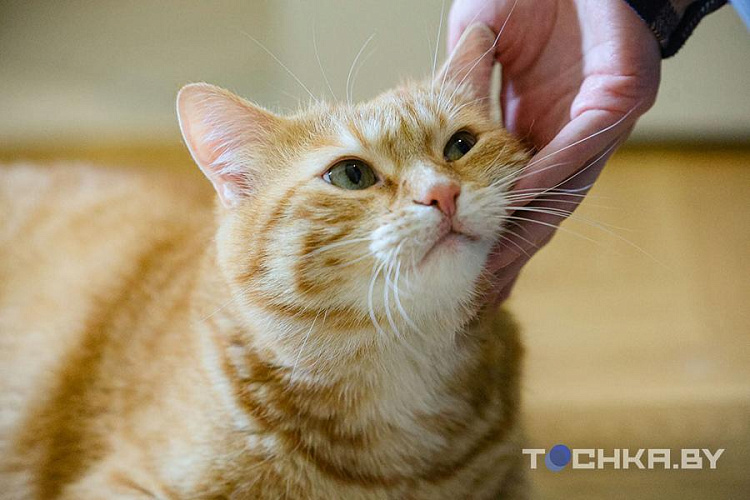 Жизнь Тяпы: в Беларуси кот с необычной болезнью нашел семью