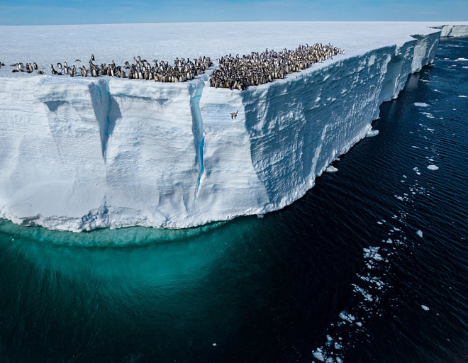 Пингвины, попугаи и вулканы: National Geographic представил фотографии года