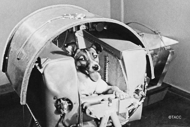 Первое животное полетело в космос 65 лет назад