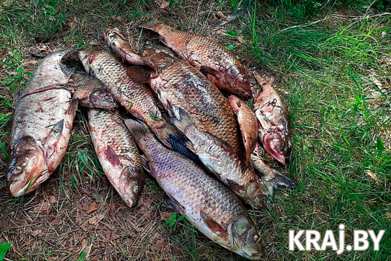 В озере под Молодечно погибла вся рыба – что произошло