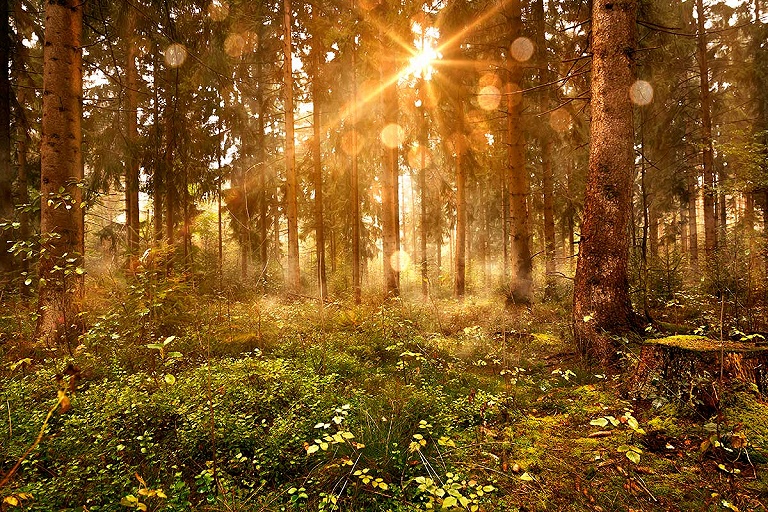 В лес все еще нельзя ходить в 56 районах Беларуси