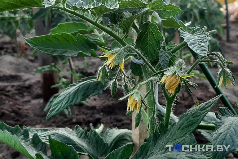 Никогда не поливайте так томаты: иначе будете без урожая