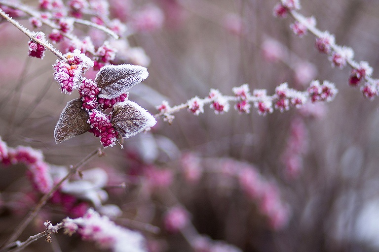 Как нельзя укрывать цветы на зиму: самые распространенные ошибки