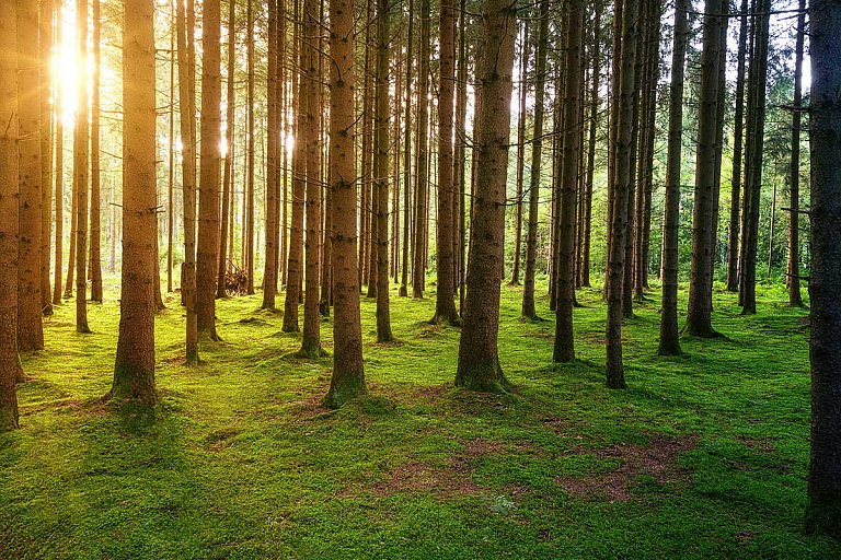 В Беларуси становится все больше районов, где запрещено заходить в лес