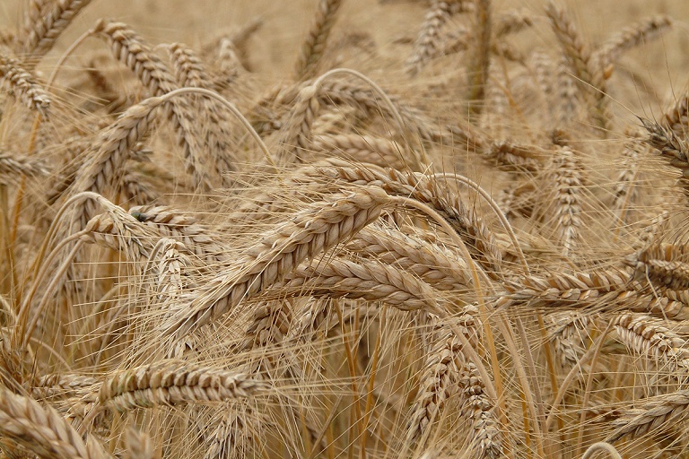 ЕС с апреля вывез из Украины почти 6 млн тонн зерна