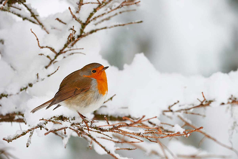 Эксперты рассказали, зачем подкармливать городских птиц зимой