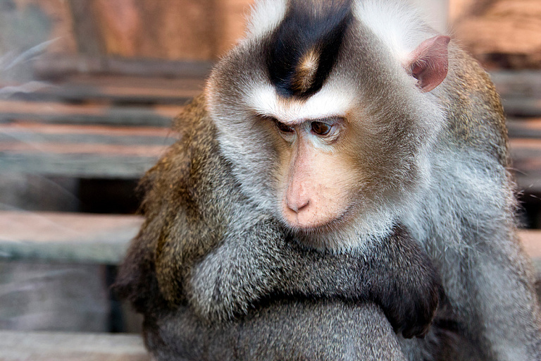 В Гродненском зоопарке новый обитатель – его зовут Гриша