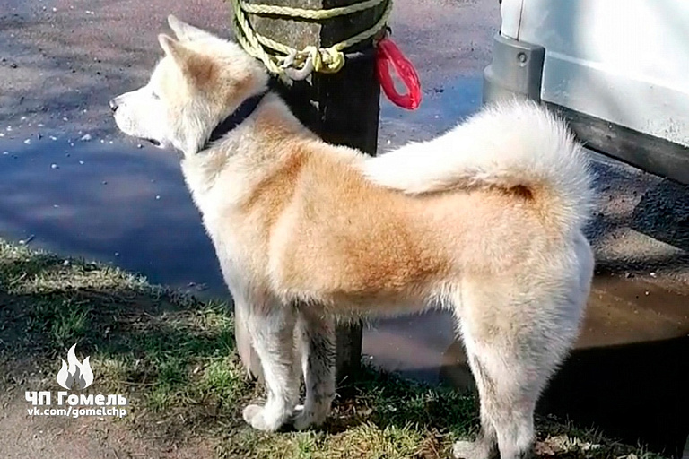 Собака набросилась на ребенка на улице в Гомеле – вызвали "скорую"