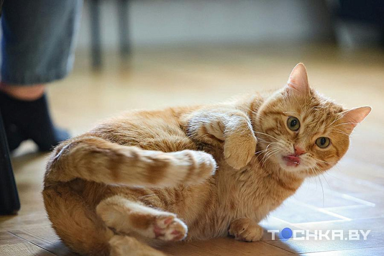 Жизнь Тяпы: в Беларуси кот с необычной болезнью нашел семью