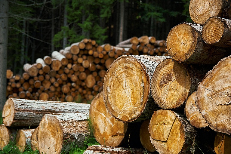 Лукашенко разрешил простым белорусам покупать древесину в лесхозах