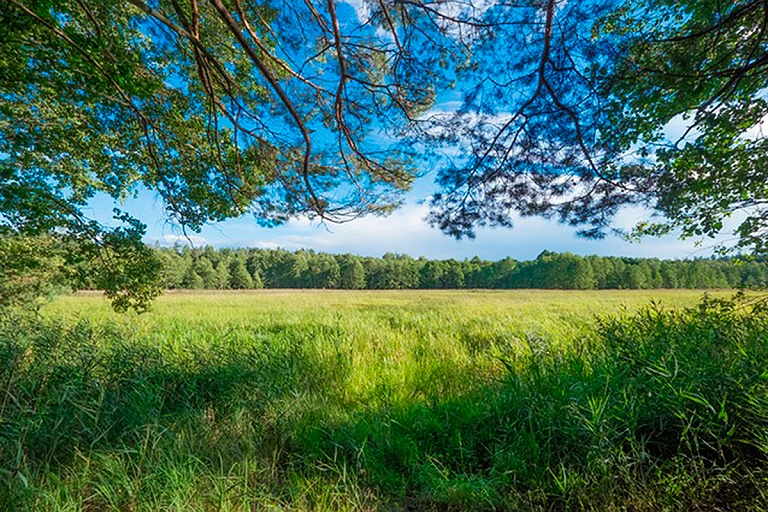 "Парк Булгаков": в Беларуси появится еще один ботанический памятник природы