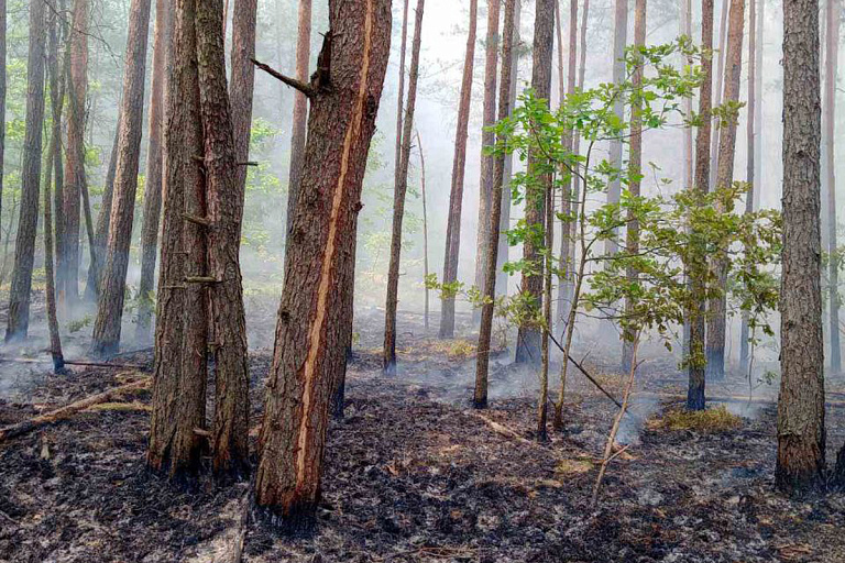 За сутки в стране произошло шесть лесных пожаров