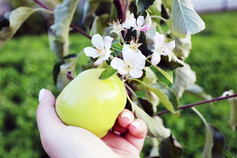 В Гродненской области снова цветут яблони – фотофакт
