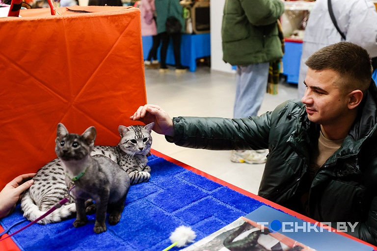 В Минске показывали самых красивых котов – гладить тоже можно