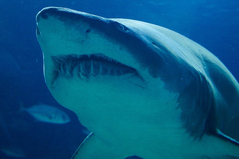 Белая акула напала на туристку на курорте в Хургаде – видео