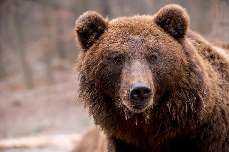 Медведь Федор из могилевского зоосада "пообещал" белорусам скорую зиму