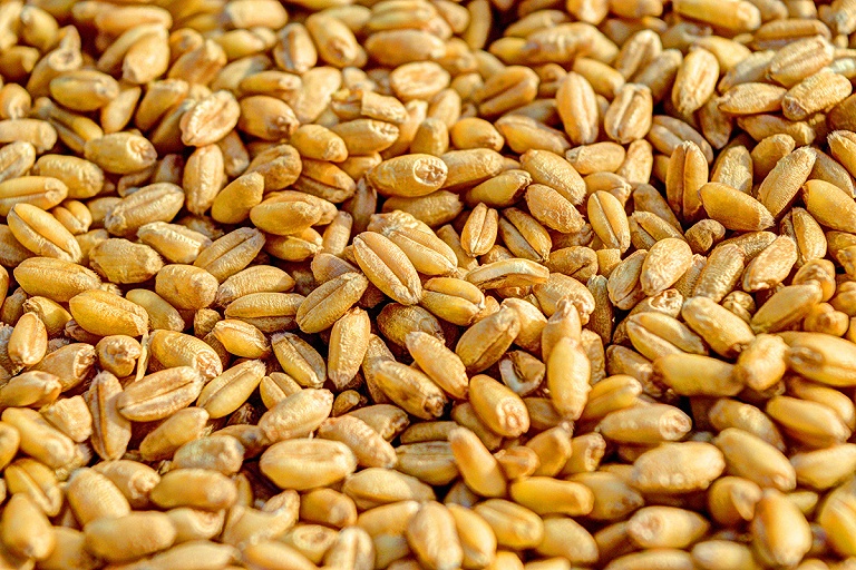 Египет расторг контракты на покупку украинской пшеницы – СМИ
