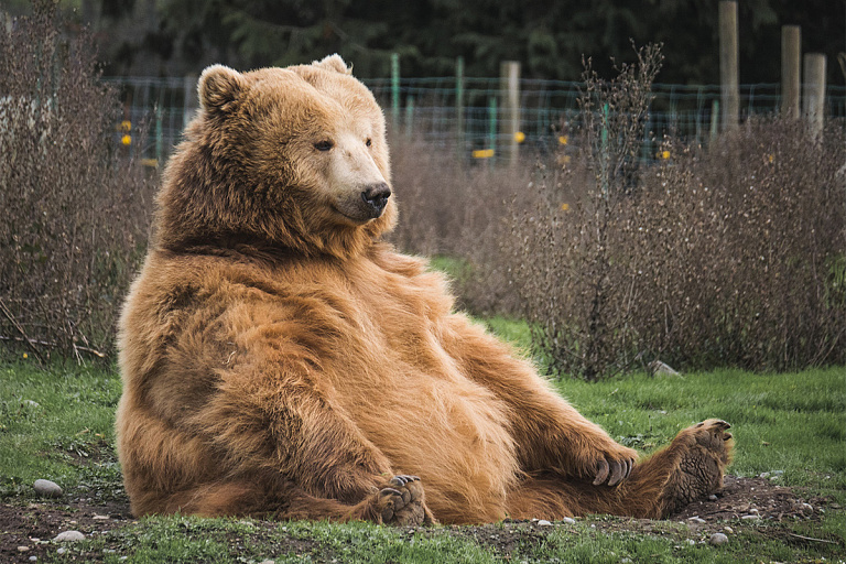 Медведь из США стал звездой сети, "сделав" 400 селфи