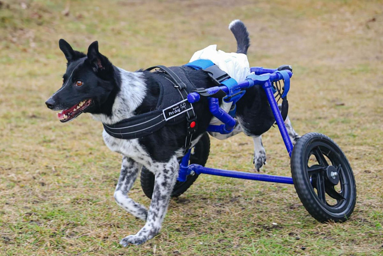 Девушка с инвалидностью спасает парализованных животных и делает им коляски