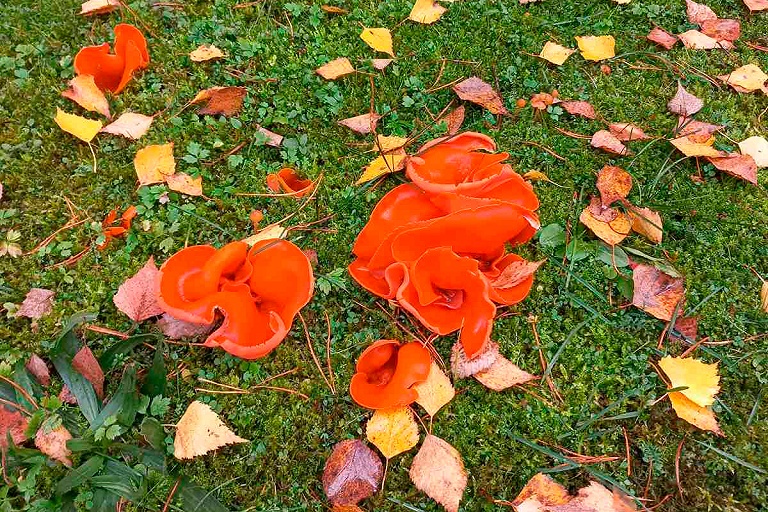 Оранжевый цветок: в Беловежской пуще нашли необычный гриб