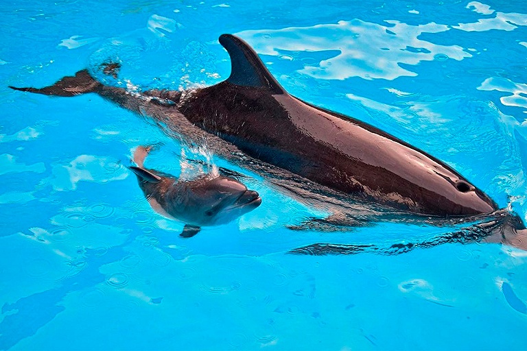 В Минском зоопарке родился дельфиненок