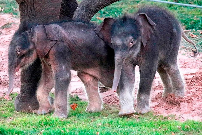 Видеофакт: Новорожденный слоненок учится ходить