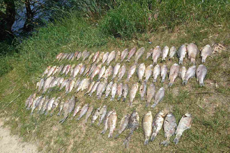 Массовый мор рыбы произошел на водохранилище в Дзержинске – кто виноват
