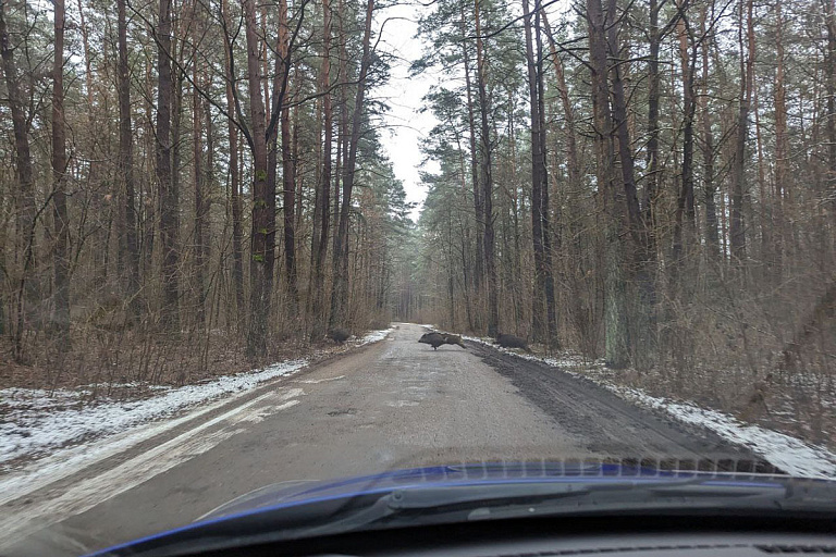 Семья кабанов едва не угодила под колеса машины в Гродно