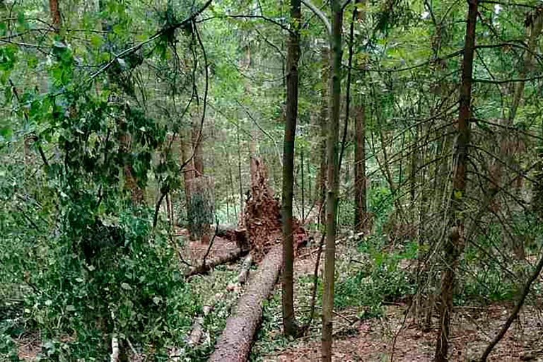 В Свислочском районе на мужчину упало дерево – он погиб