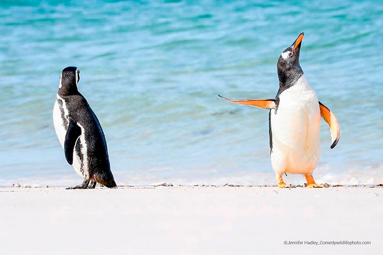 Определились победители конкурса Comedy Wildlife Photography Awards 2022