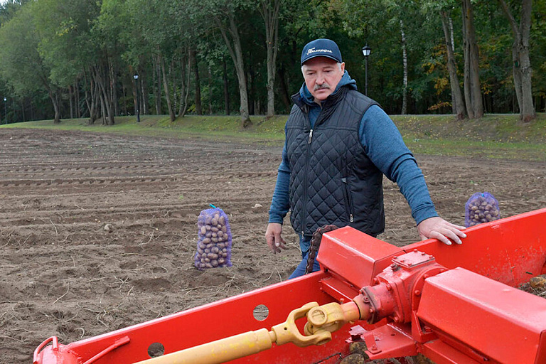 Лукашенко дал прогноз по новому урожаю картошки в Беларуси