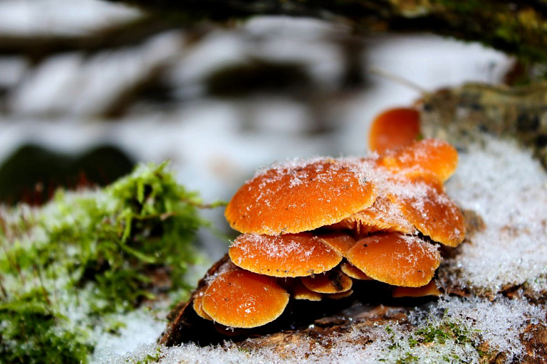 "Суровая" зима: гродненец насобирал в лесу грибов прямо перед Новым годом