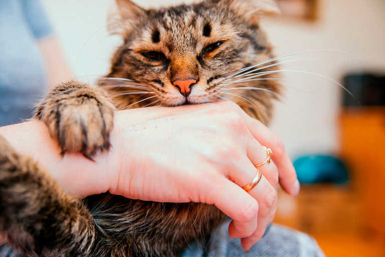 Болезнь кошачьих царапин: чем вас может заразить пушистый любимец