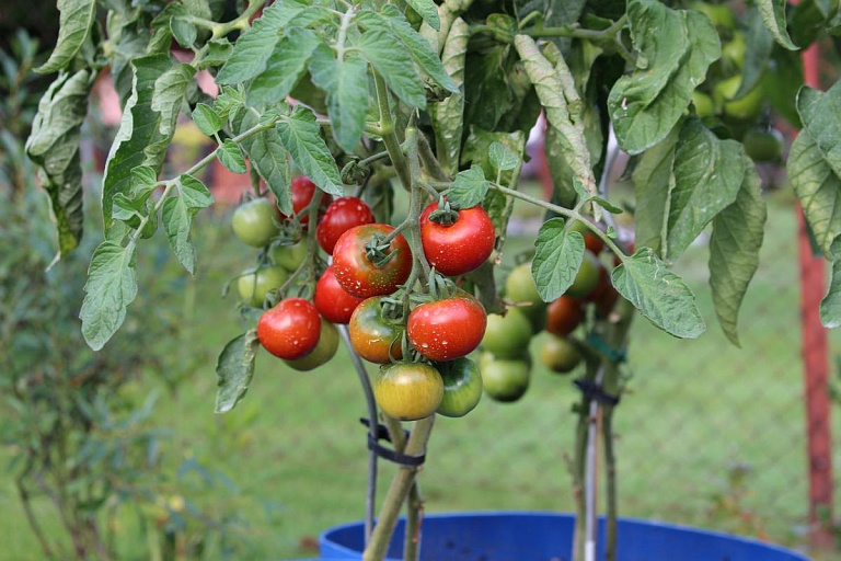 Новые сорта томатов на год: детальный обзор