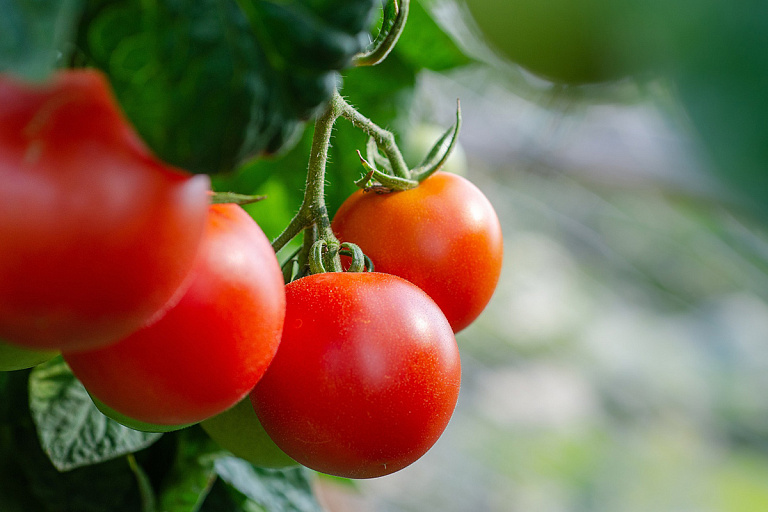 Лучшие сорта томатов: не поест фитофтора и не потрескаются