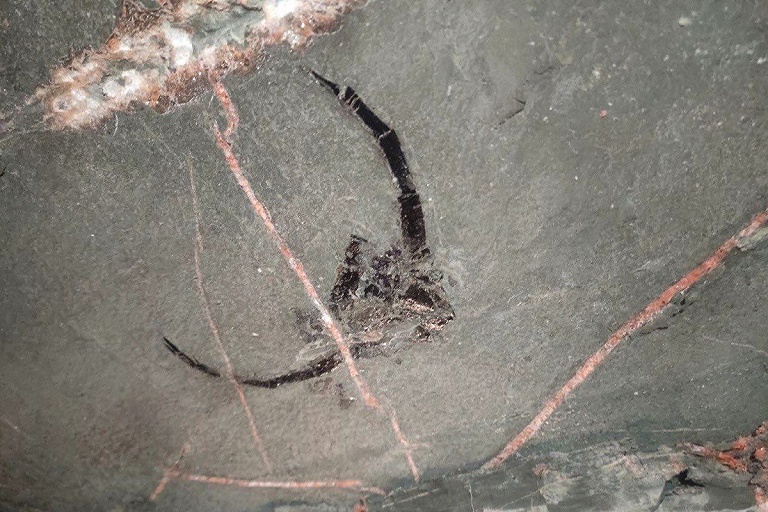 В шахте в Солигорске нашли останки древнего существа палеозойской эры