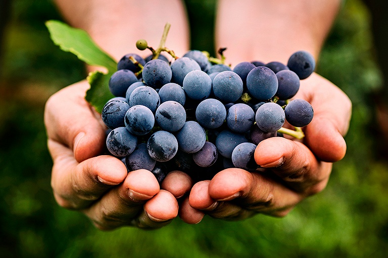 Белоруска придумала "магический" способ выбора винограда