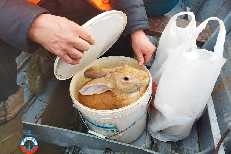 Фотофакт: ОСВОД перевозит животных с подтопленных дворов в Гомельской области