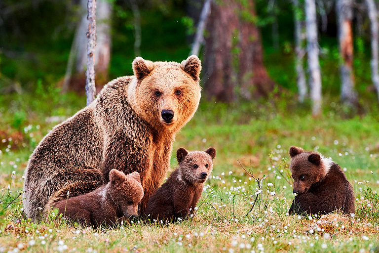 Может убивать из интереса: в Беларуси растет популяция медведей, и это плохо
