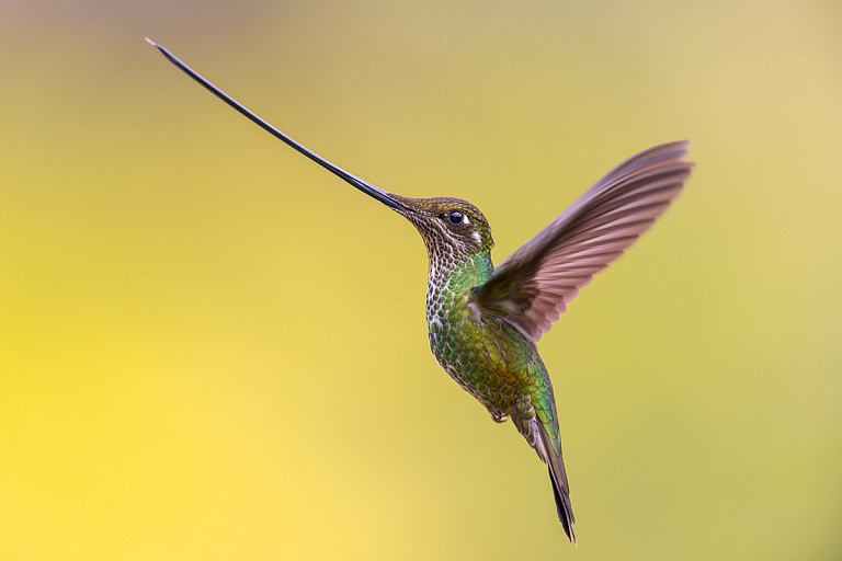 На конкурсе Bird Photographer of the Year выбрали победителя – оцените кадры