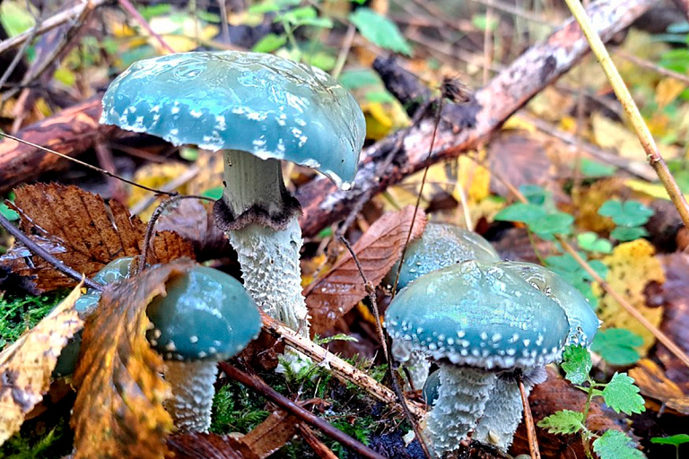 Виды грибов